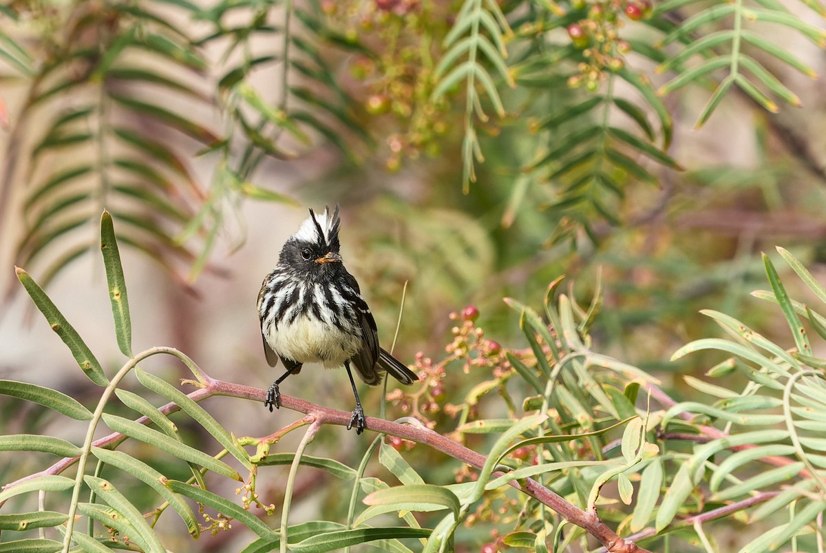 Pied-crested Tit-Tyrant - ML395404101