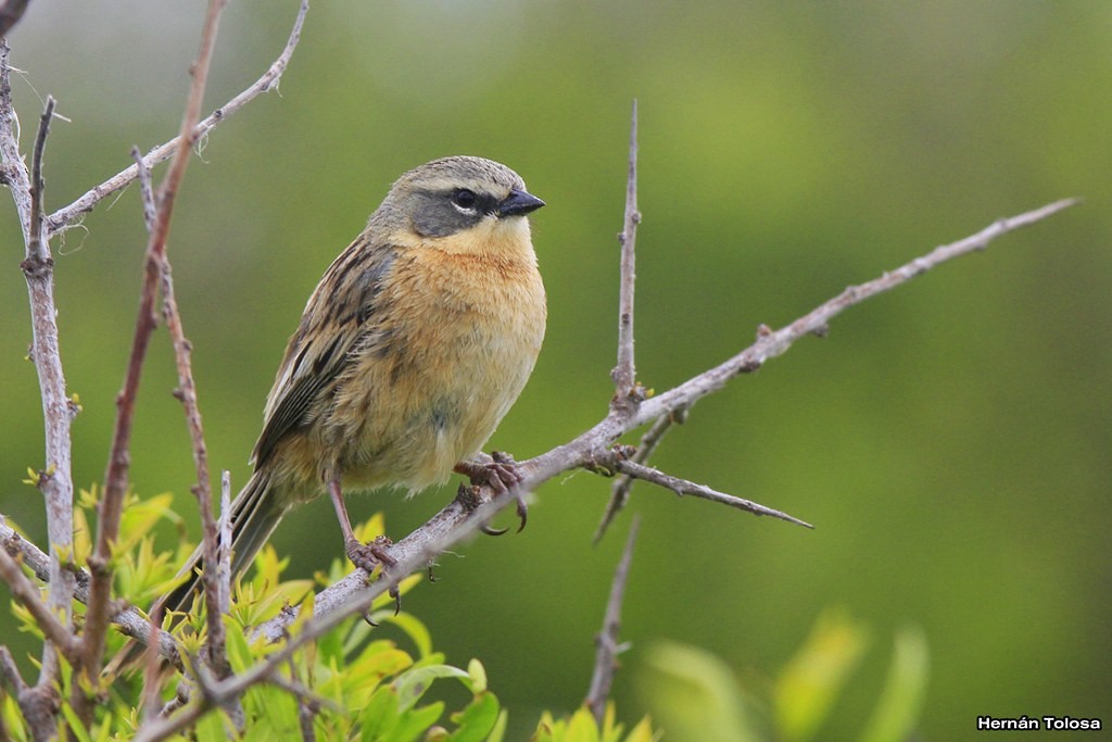 Long-tailed Reed Finch - Hernán Tolosa