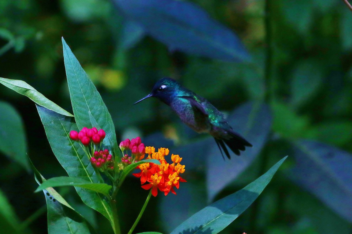 Violet-headed Hummingbird - ML395414891