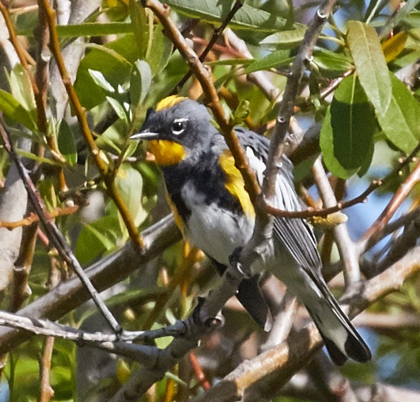 Reinita Coronada (auduboni) - ML39542081