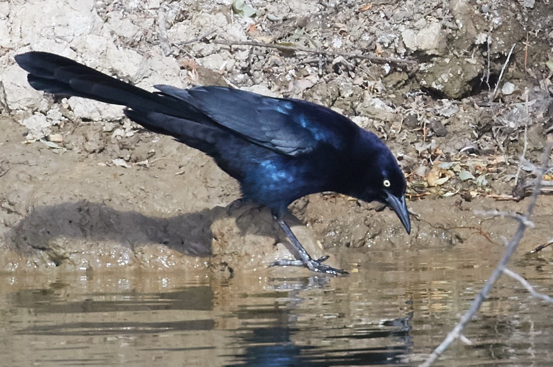 Great-tailed Grackle - ML39542191