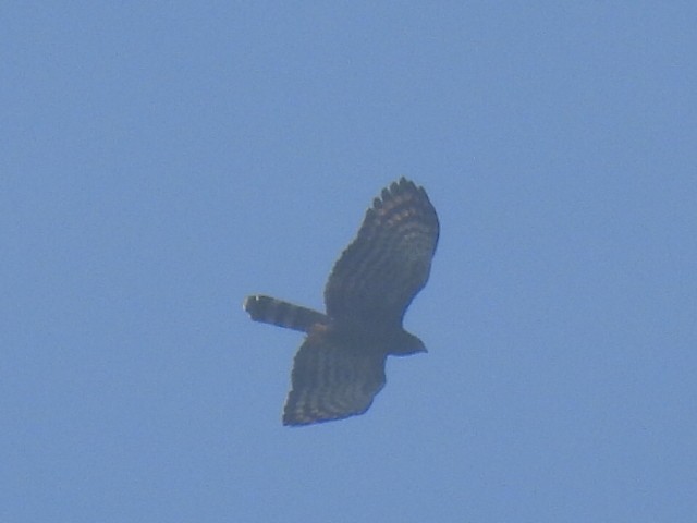Black Hawk-Eagle - Carlos Mancera (Tuxtla Birding Club)