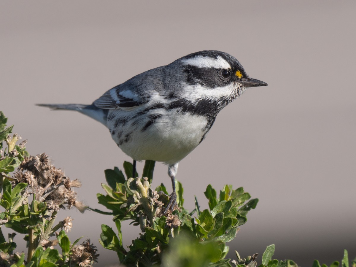 Black-throated Gray Warbler - Will Knowlton