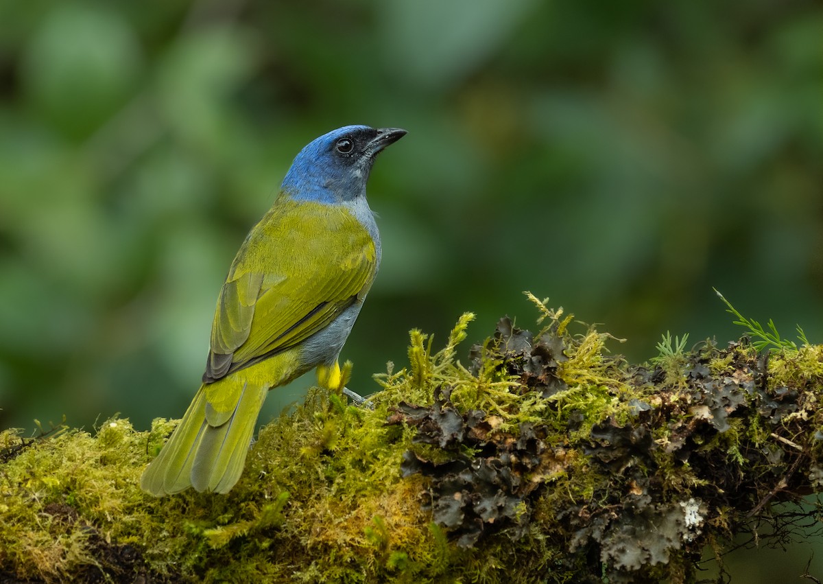 Blue-capped Tanager - ML395426051
