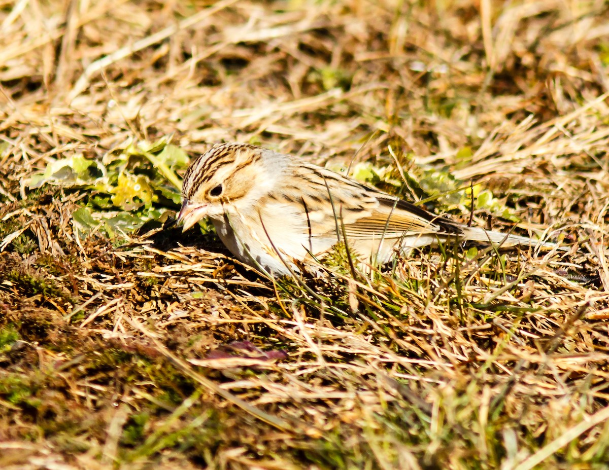 Clay-colored Sparrow - ML395427941