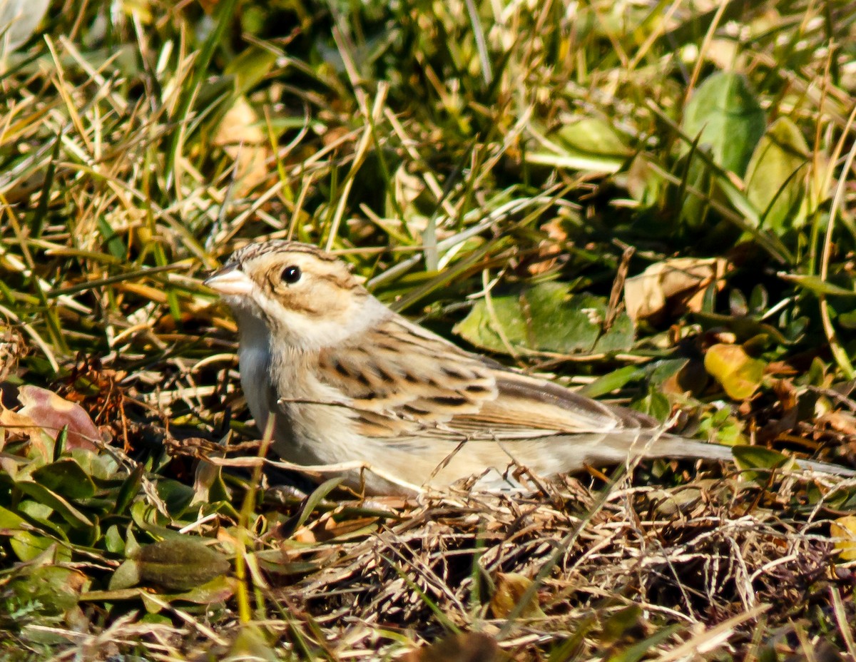 Clay-colored Sparrow - ML395427951