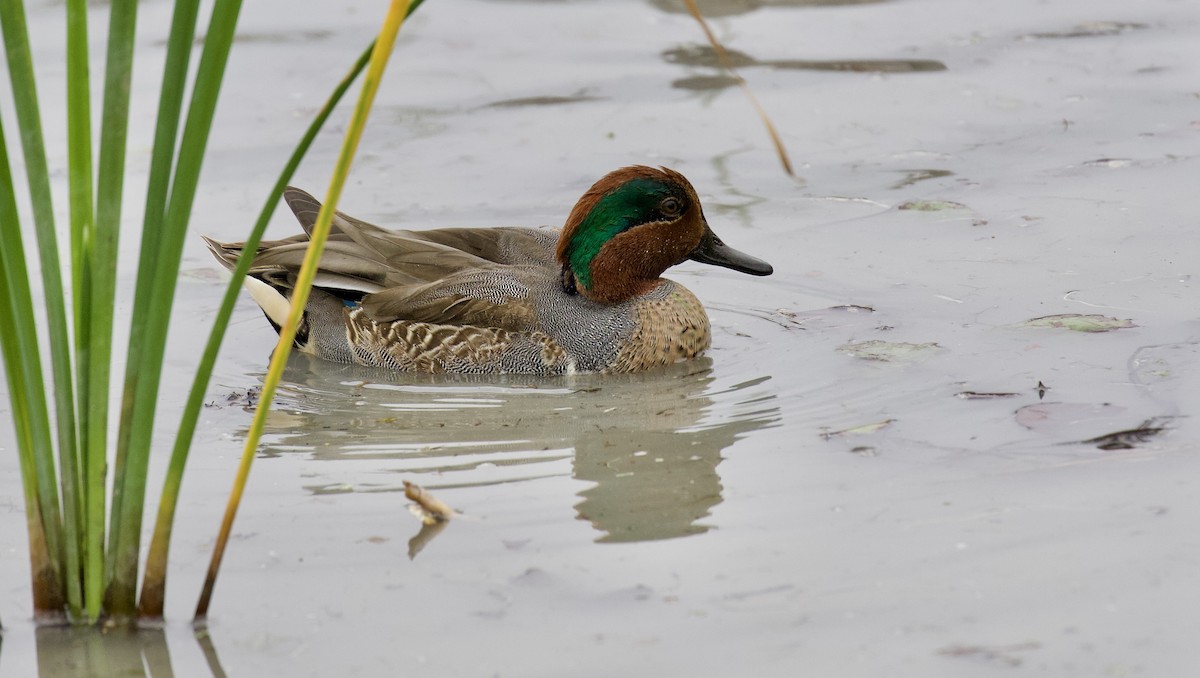 Green-winged Teal - Lance Runion 🦤