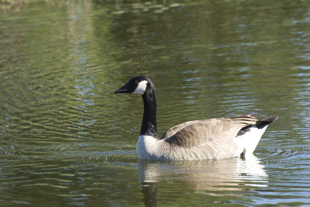 eBird Checklist - 12 Dec 2021 - Laguna Niguel Regional Park - 44 ...