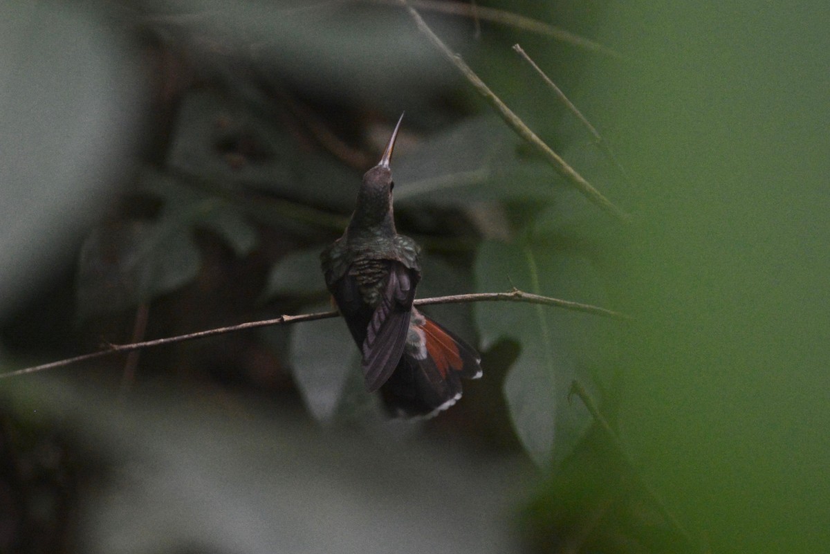 Rufous-breasted Hermit - ML395437361