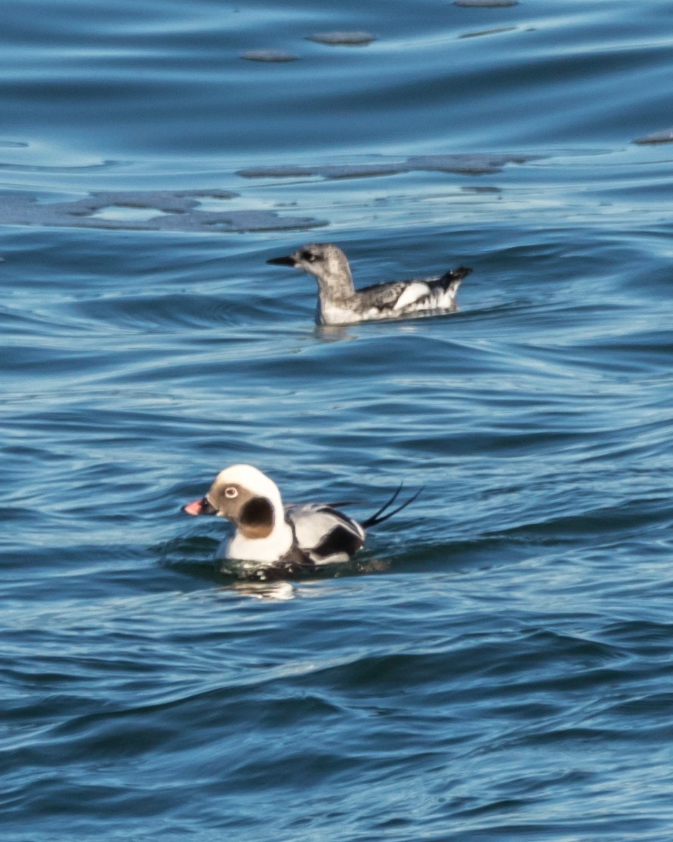 Long-tailed Duck - ML395438021