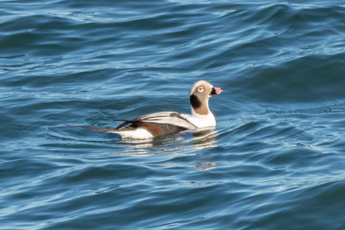 Long-tailed Duck - ML395438281