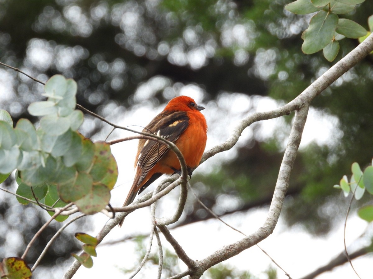 Flame-colored Tanager - ML395441531