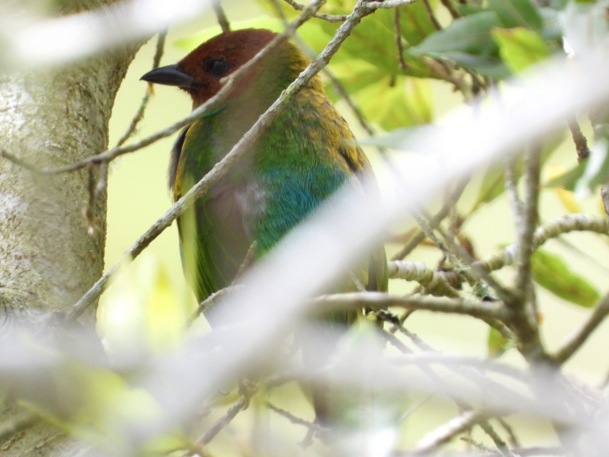 Bay-headed Tanager - ML395441781