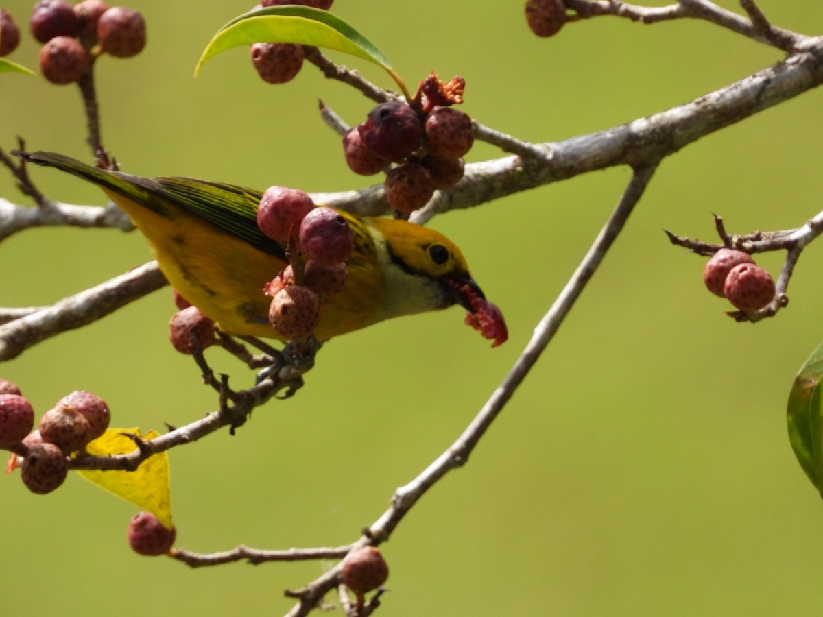 Silver-throated Tanager - ML395441841