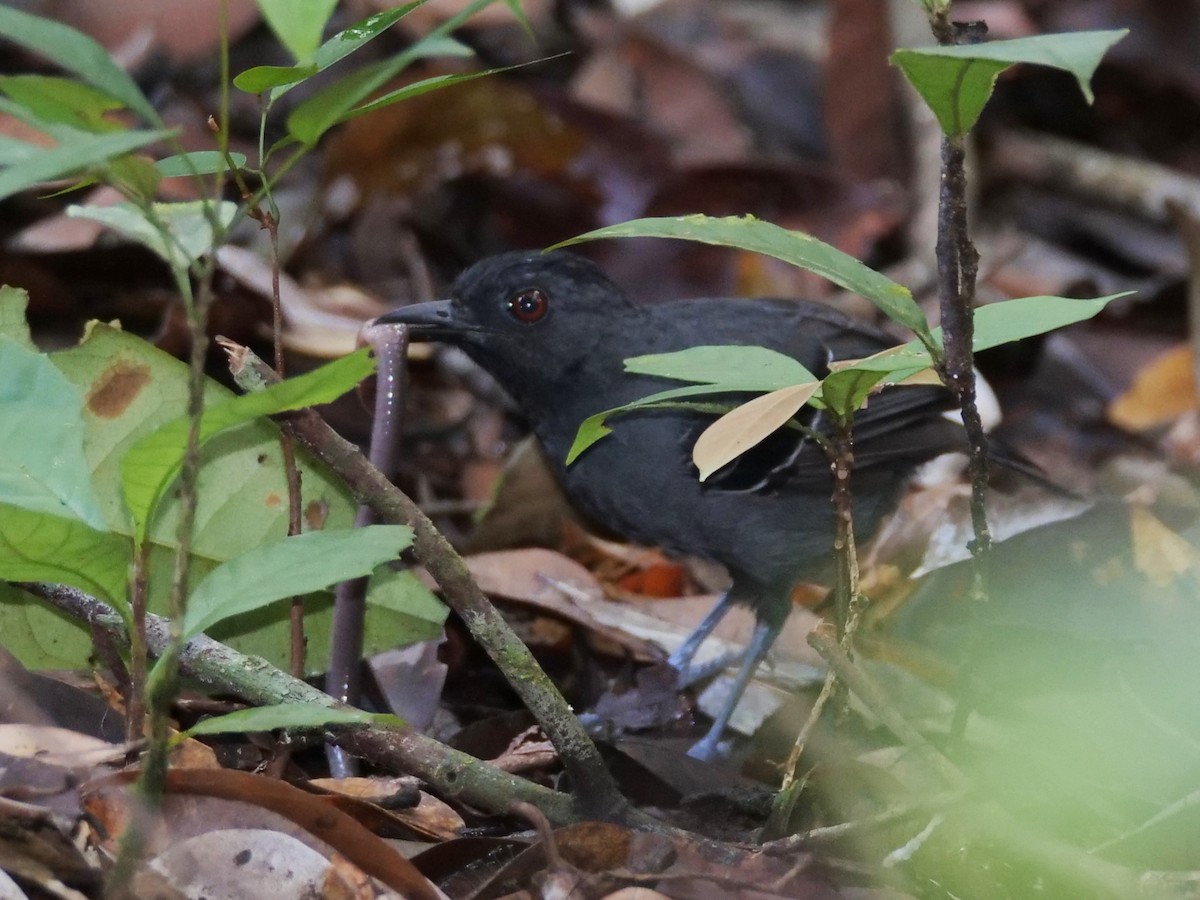 Black-headed Antbird - ML395446331
