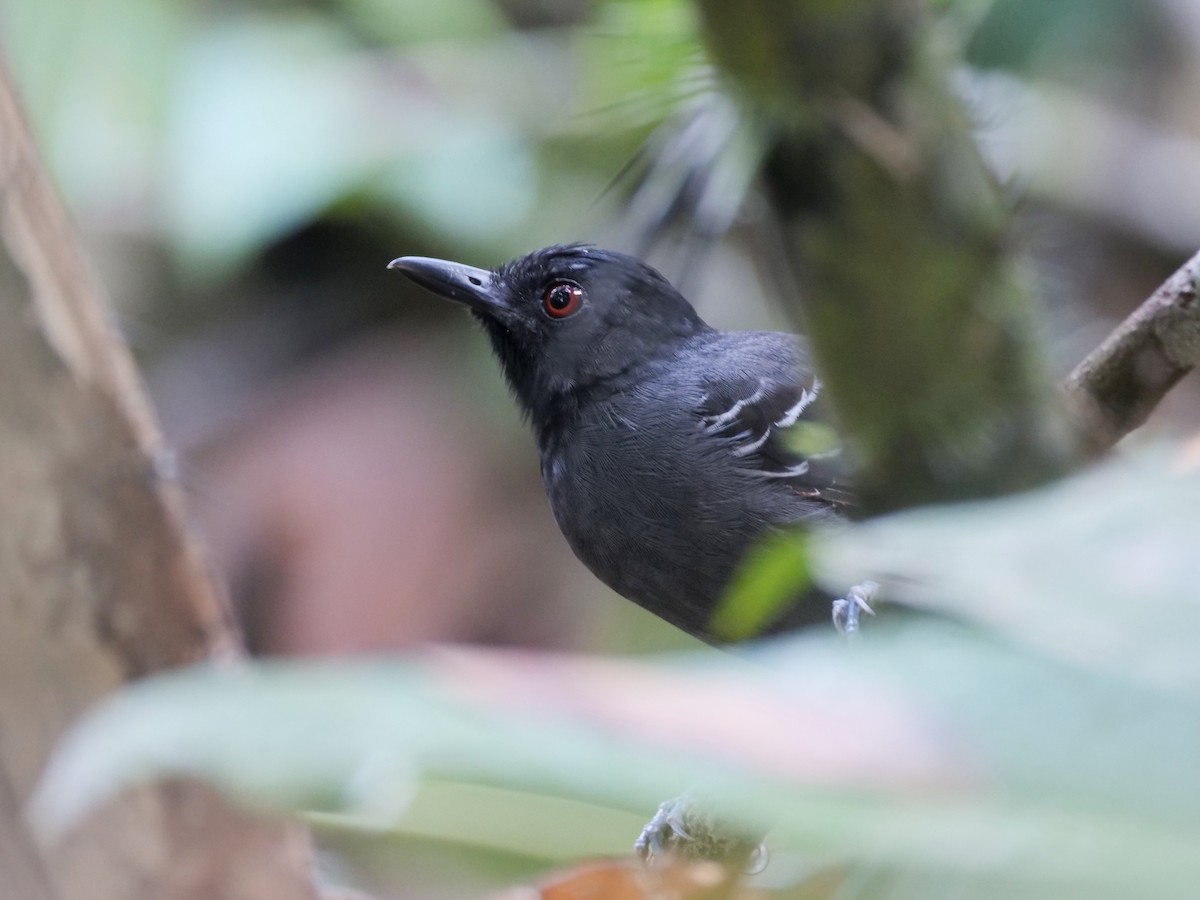Black-headed Antbird - ML395446511