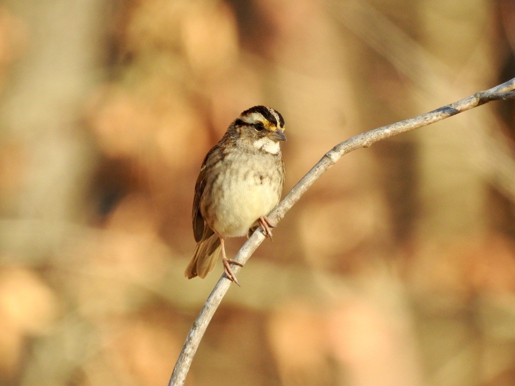 White-throated Sparrow - ML395464391