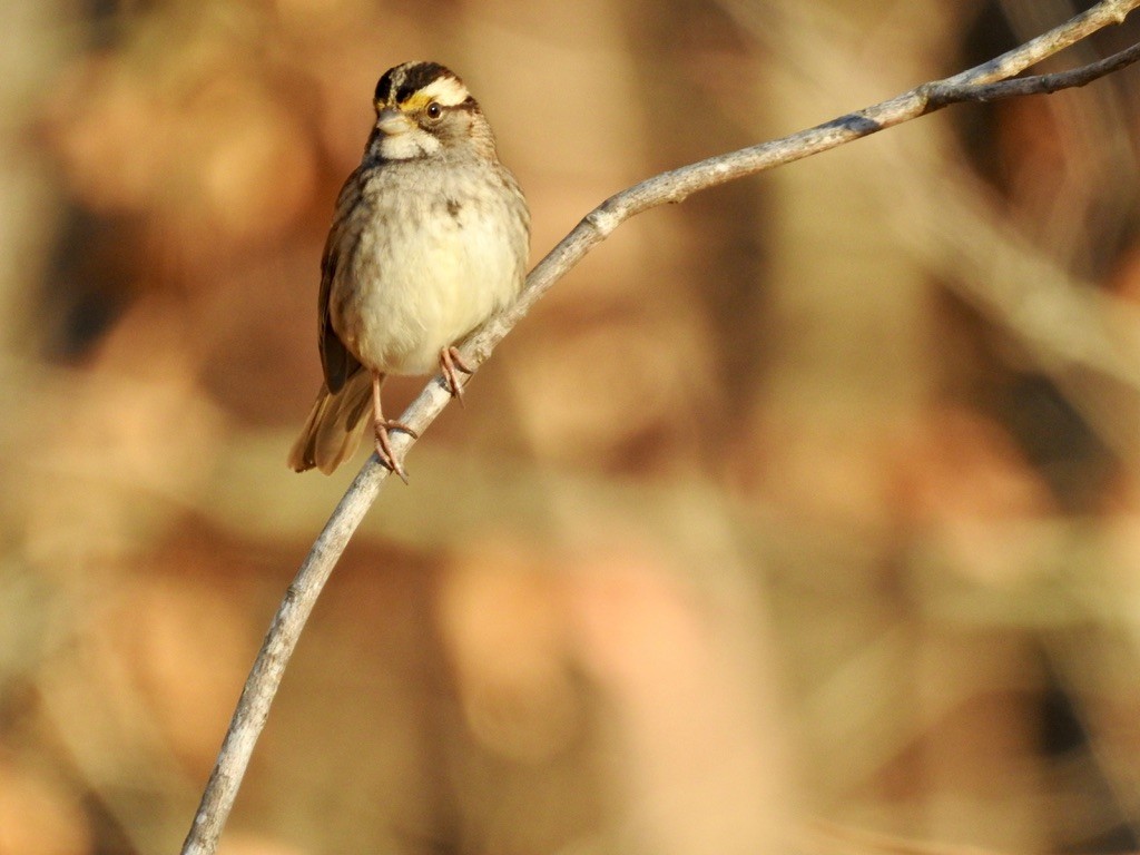 White-throated Sparrow - ML395464411