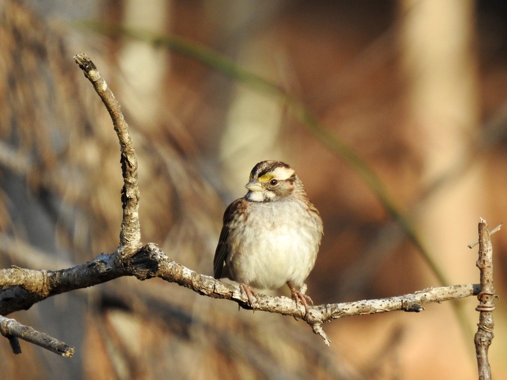 White-throated Sparrow - ML395464441