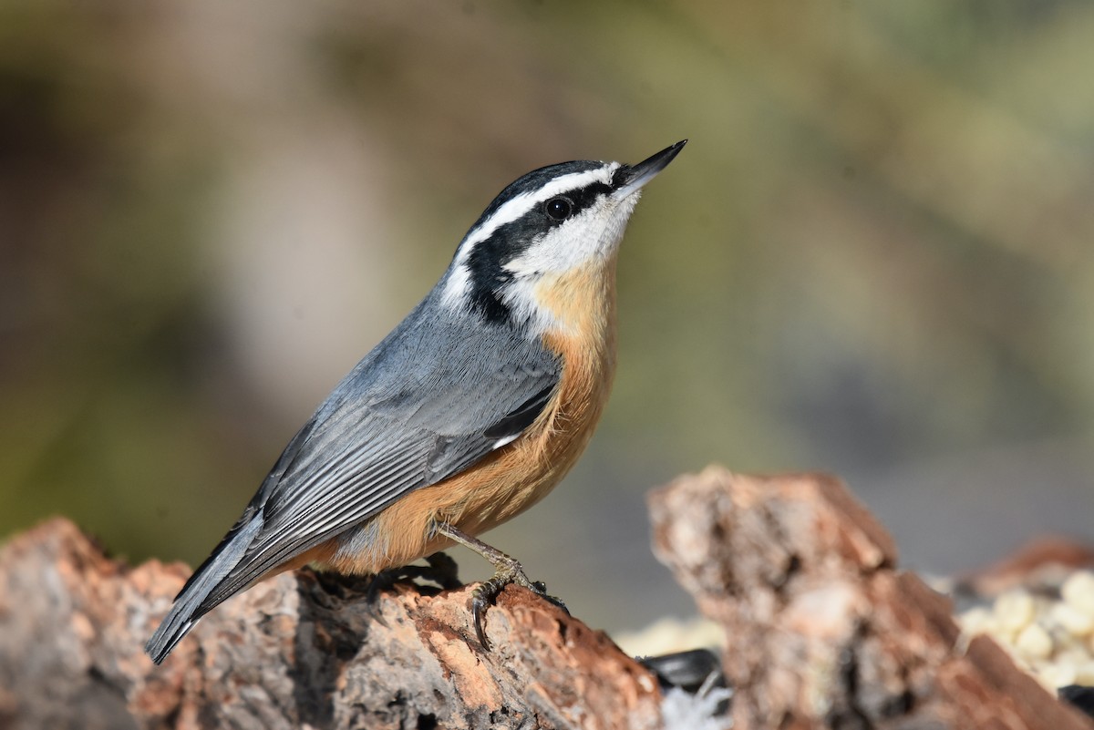 Red-breasted Nuthatch - ML395465761