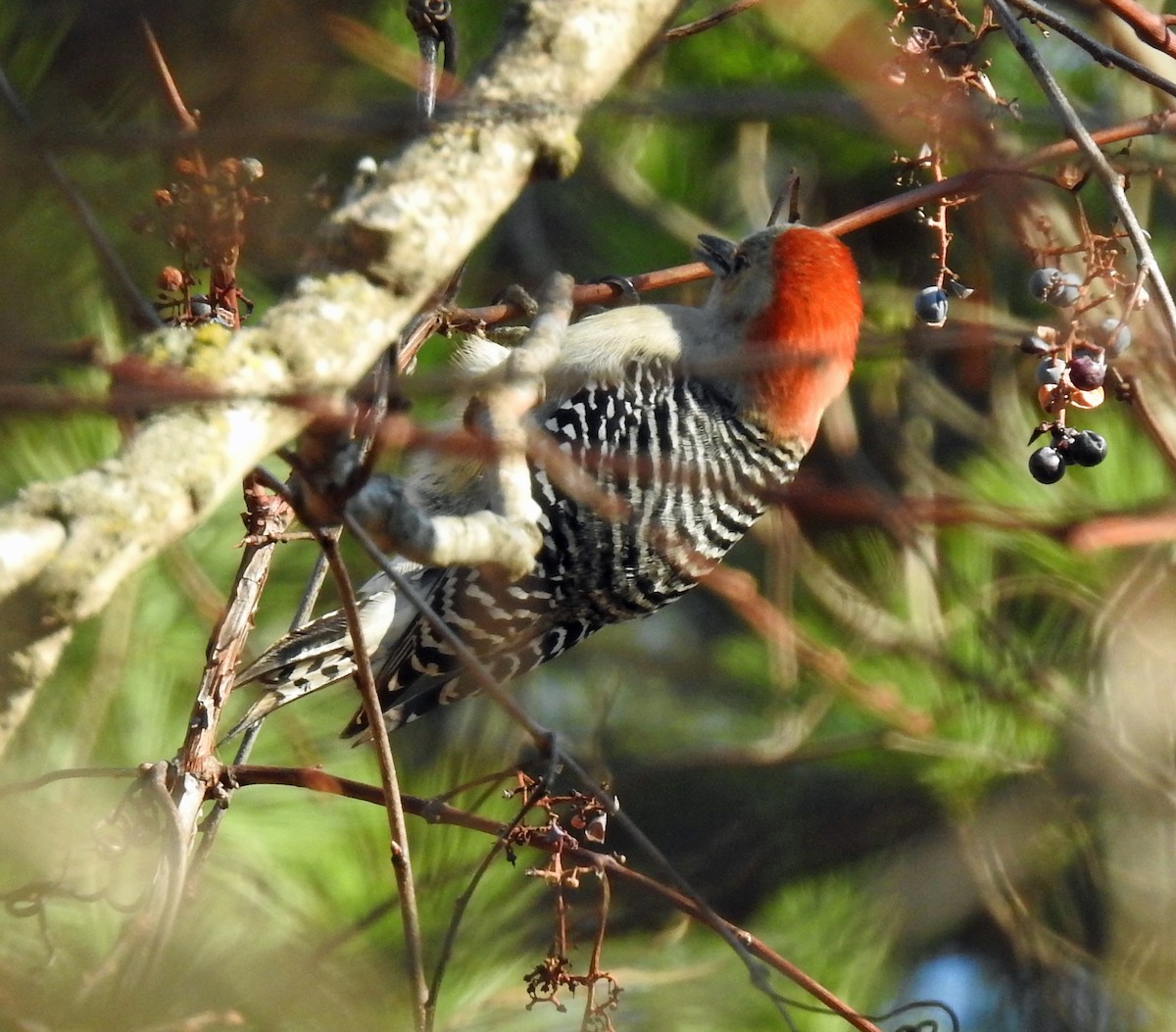 Red-bellied Woodpecker - ML395466671