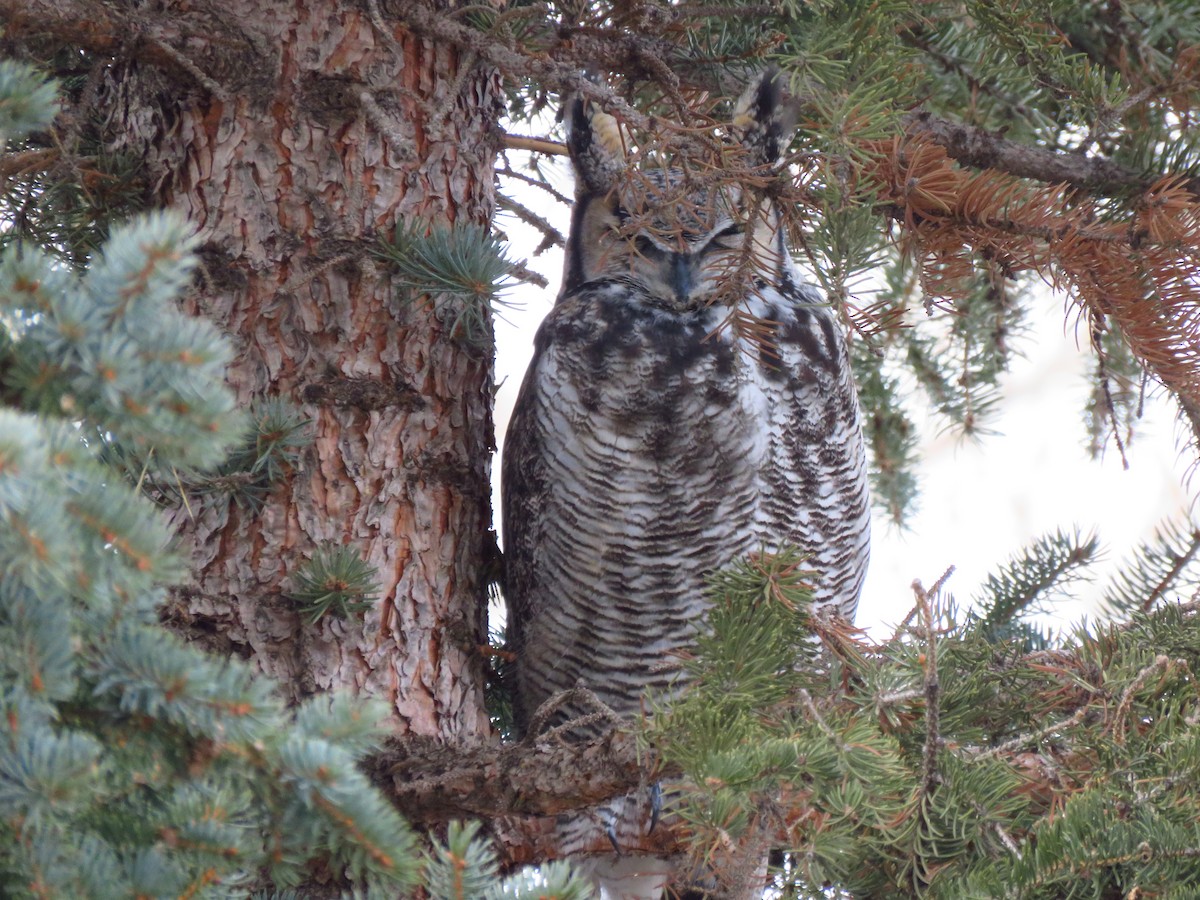 Great Horned Owl - ML395470811