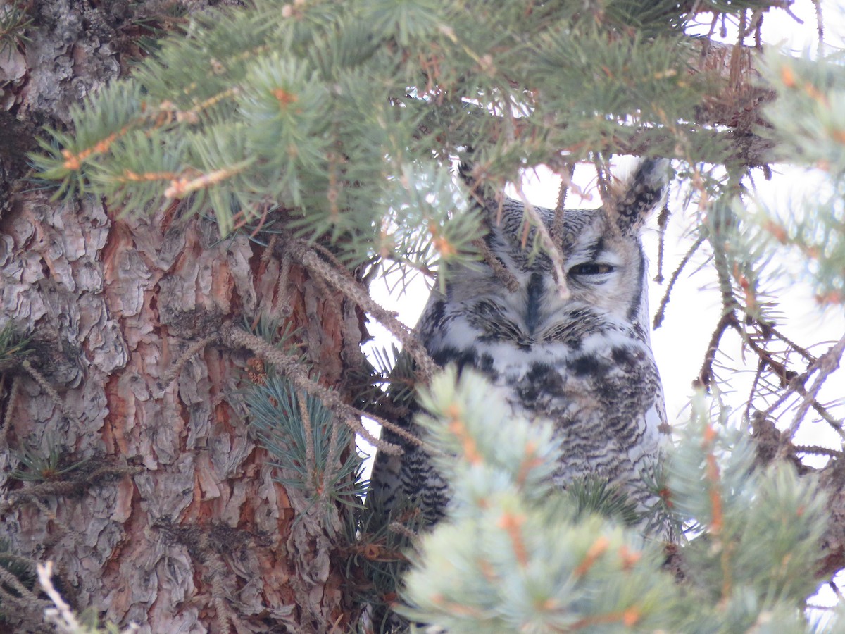 Great Horned Owl - ML395470831