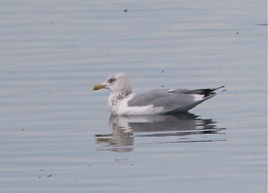 Iceland Gull (Thayer's) - Don Roberson