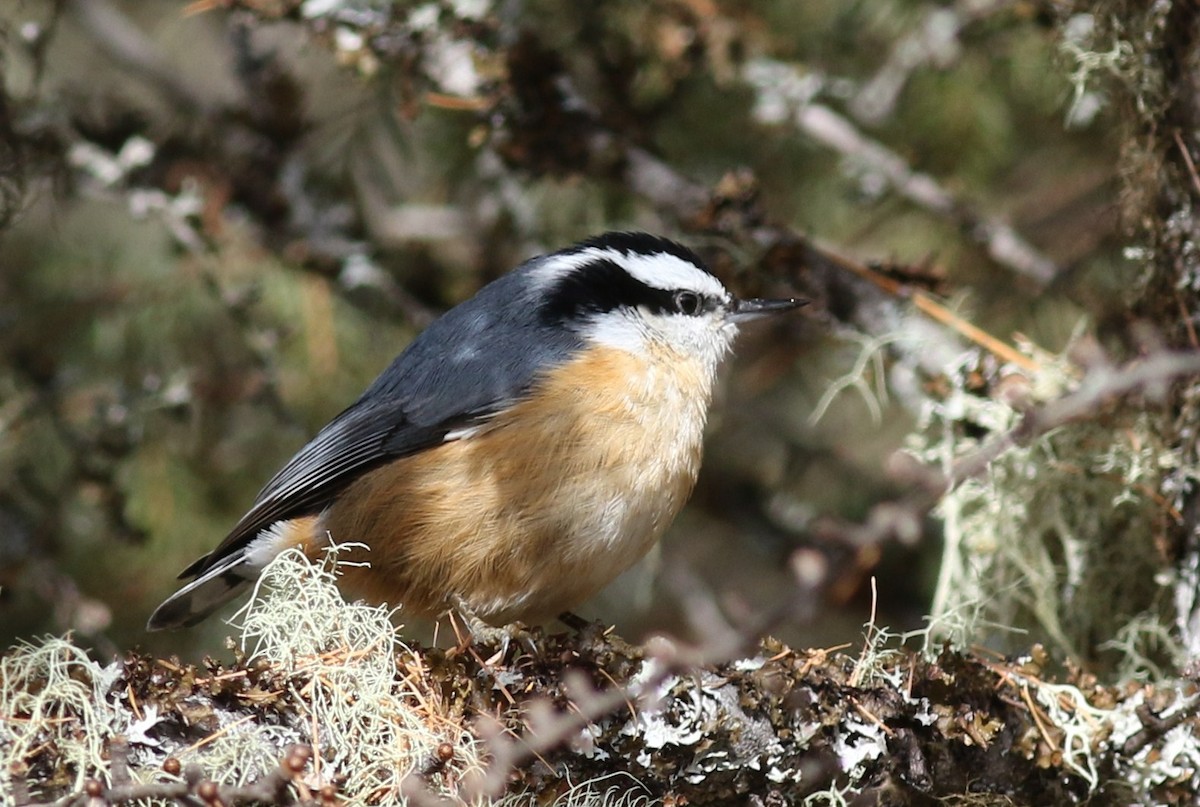 Red-breasted Nuthatch - Margaret Viens
