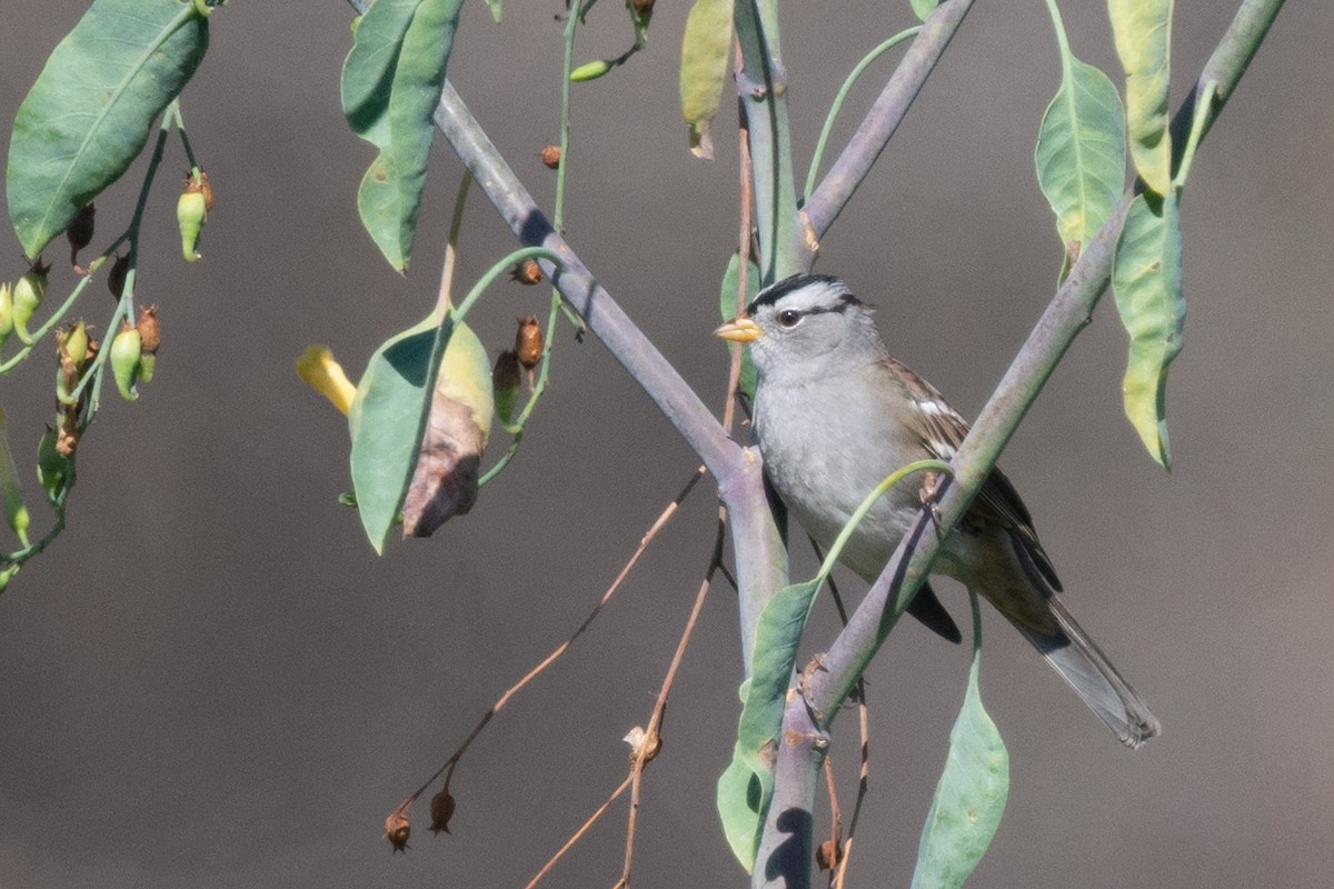 White-crowned Sparrow - ML395486081