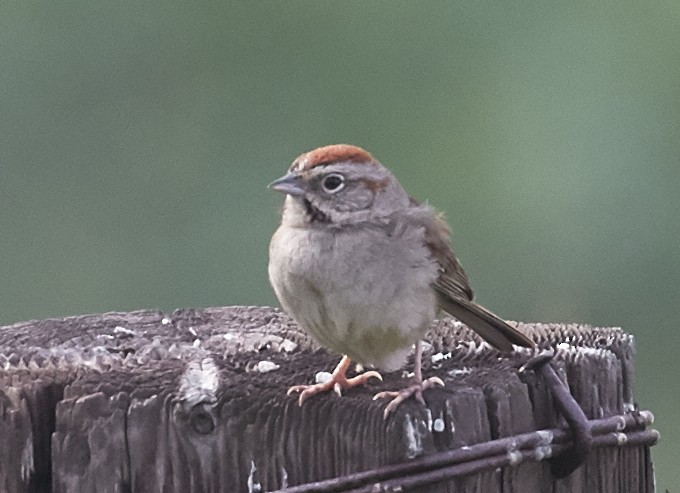 Rufous-crowned Sparrow - ML39549921