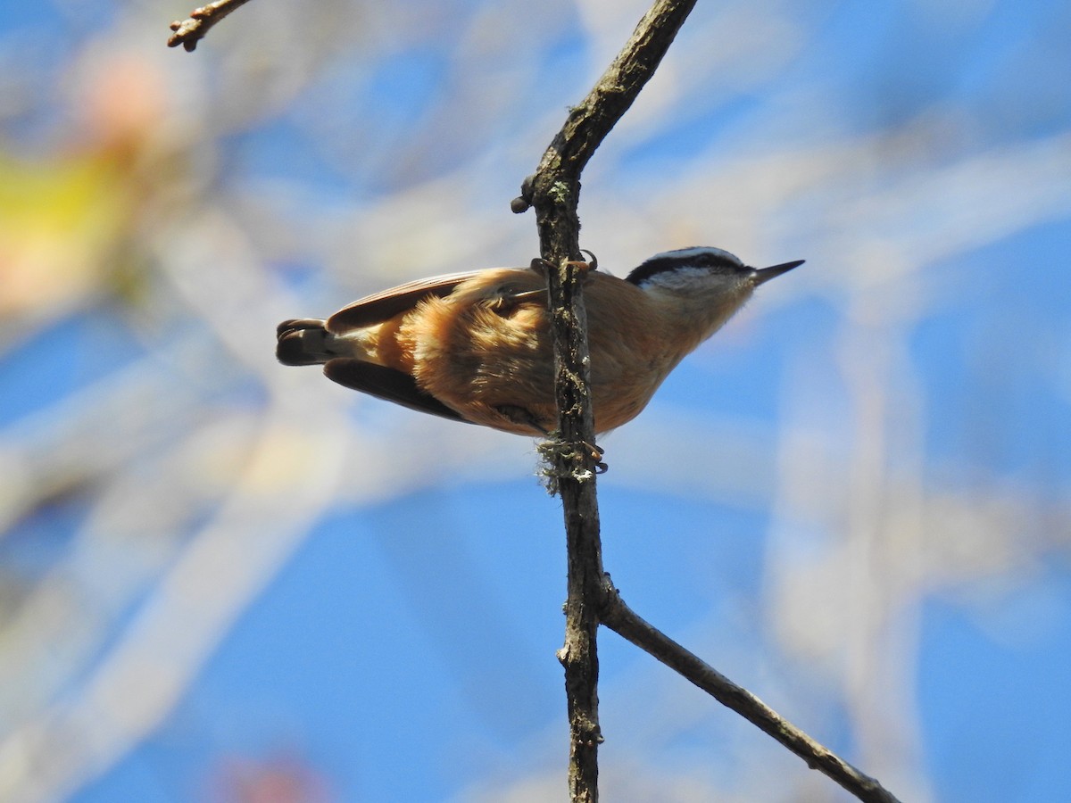 Red-breasted Nuthatch - ML395501321