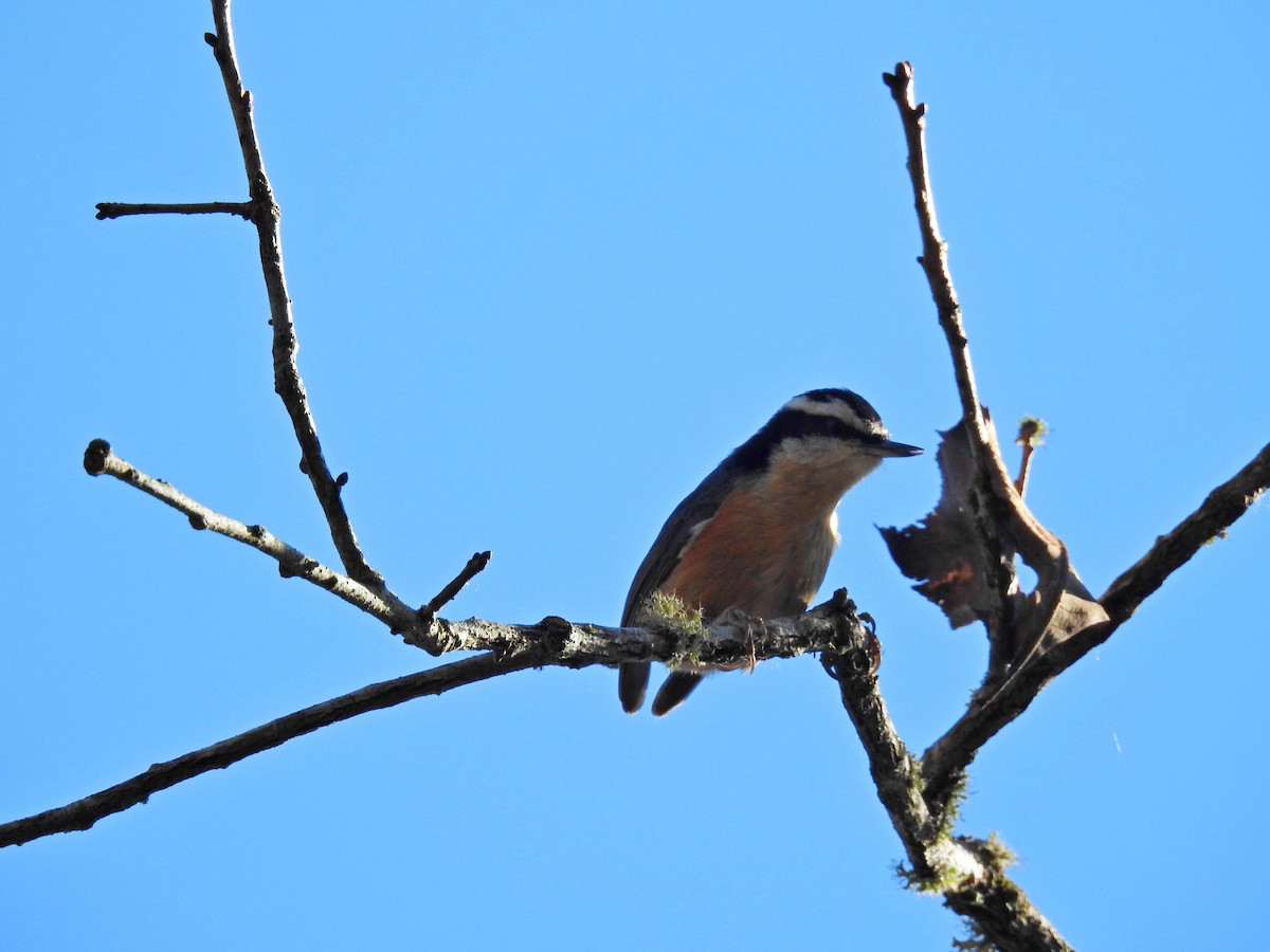 Red-breasted Nuthatch - ML395505401