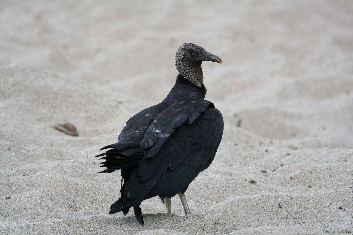 Black Vulture - John Reynolds