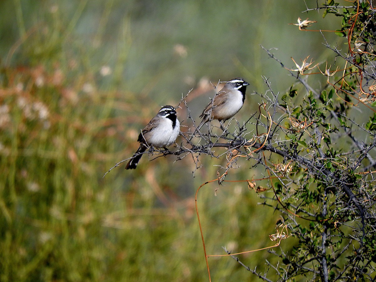 Black-throated Sparrow - Alfredo Rosas