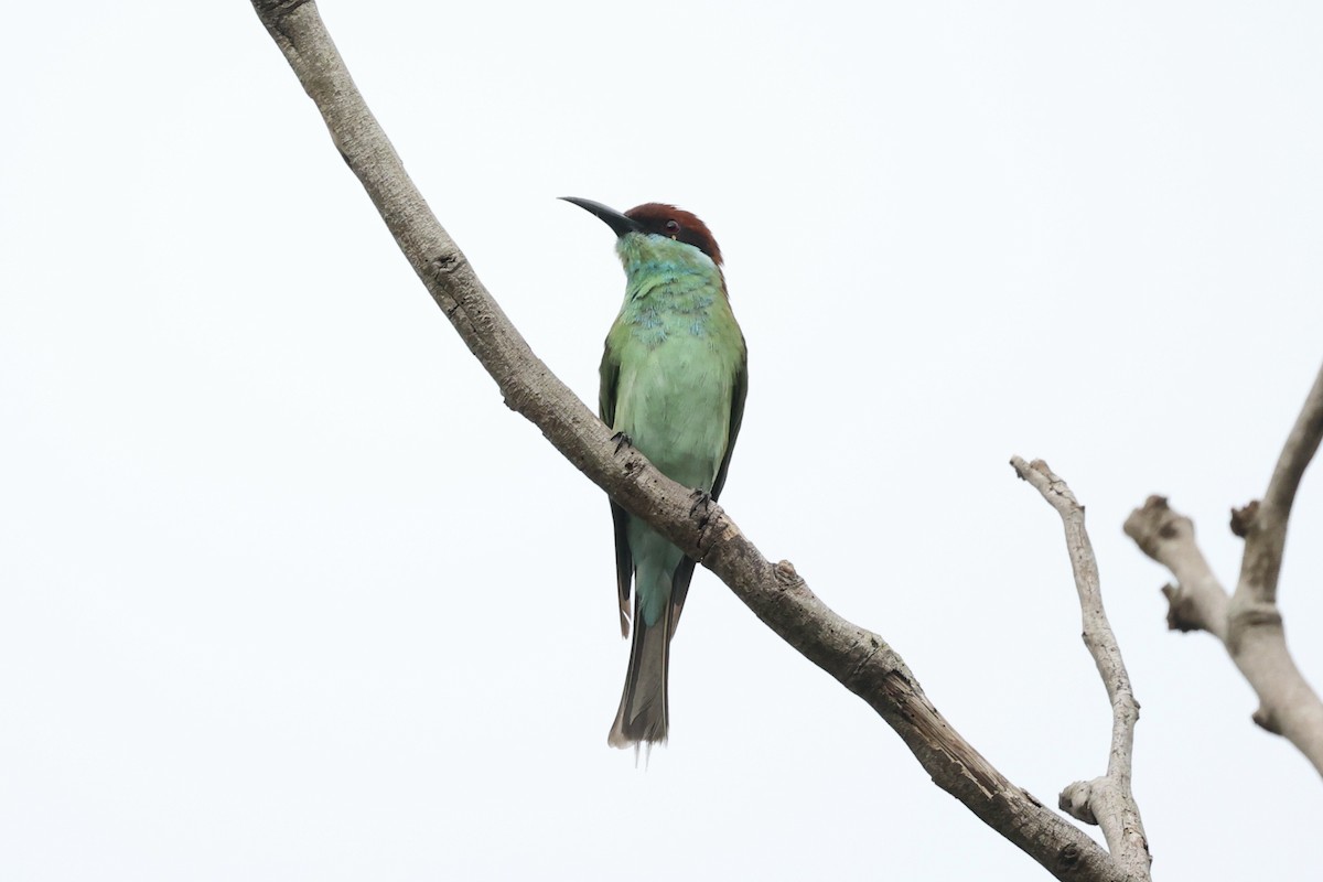 Blue-throated Bee-eater - ML395521721