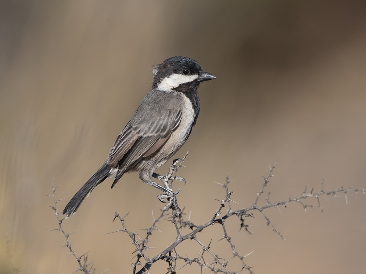 gray-tit-melaniparus-afer-birds-of-the-world