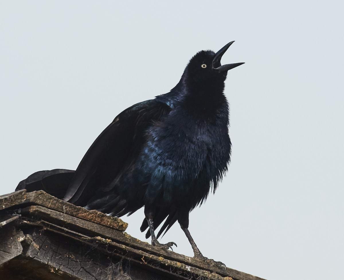 Great-tailed Grackle - ML39552861