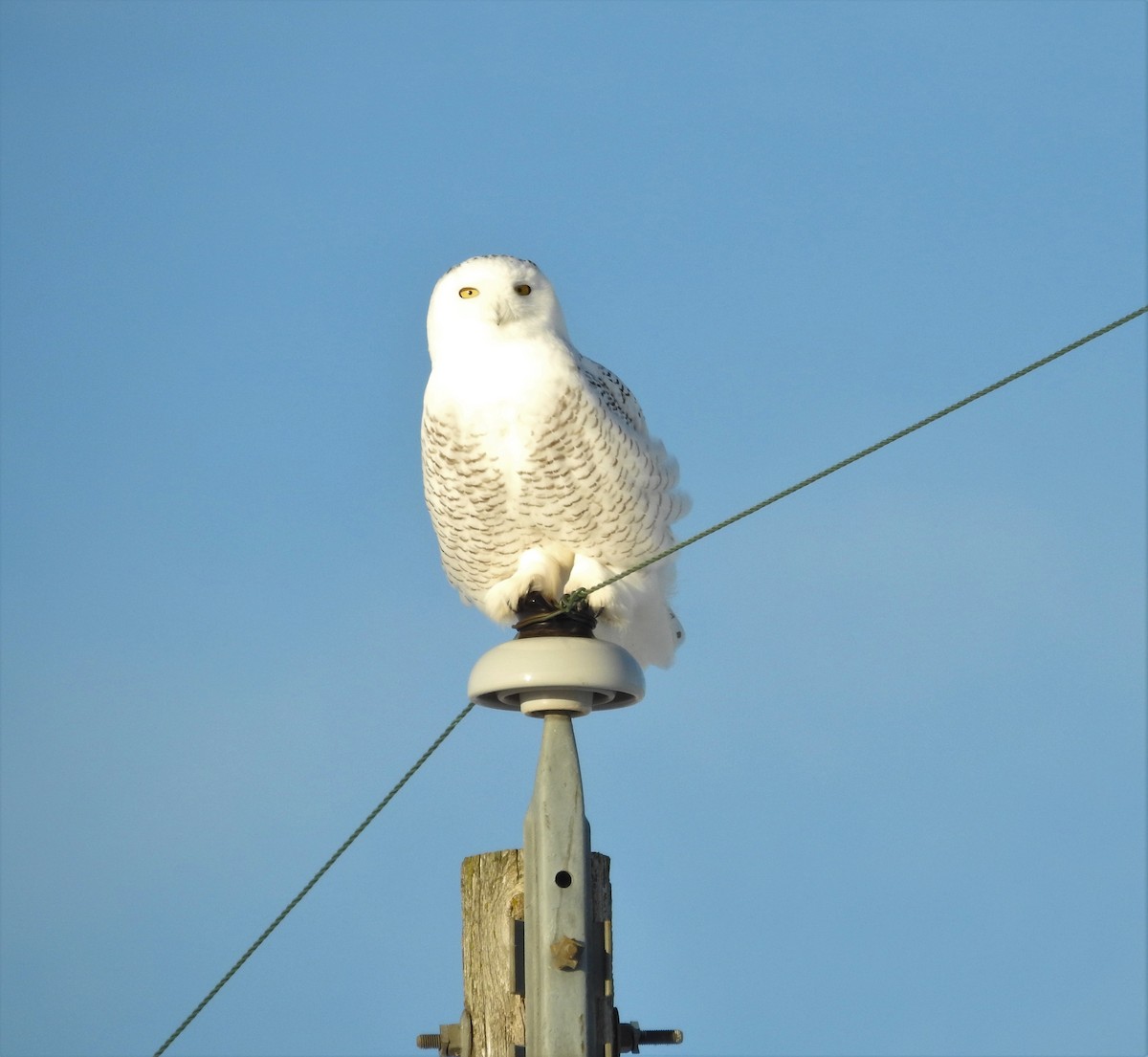 Snowy Owl - Andy McGivern