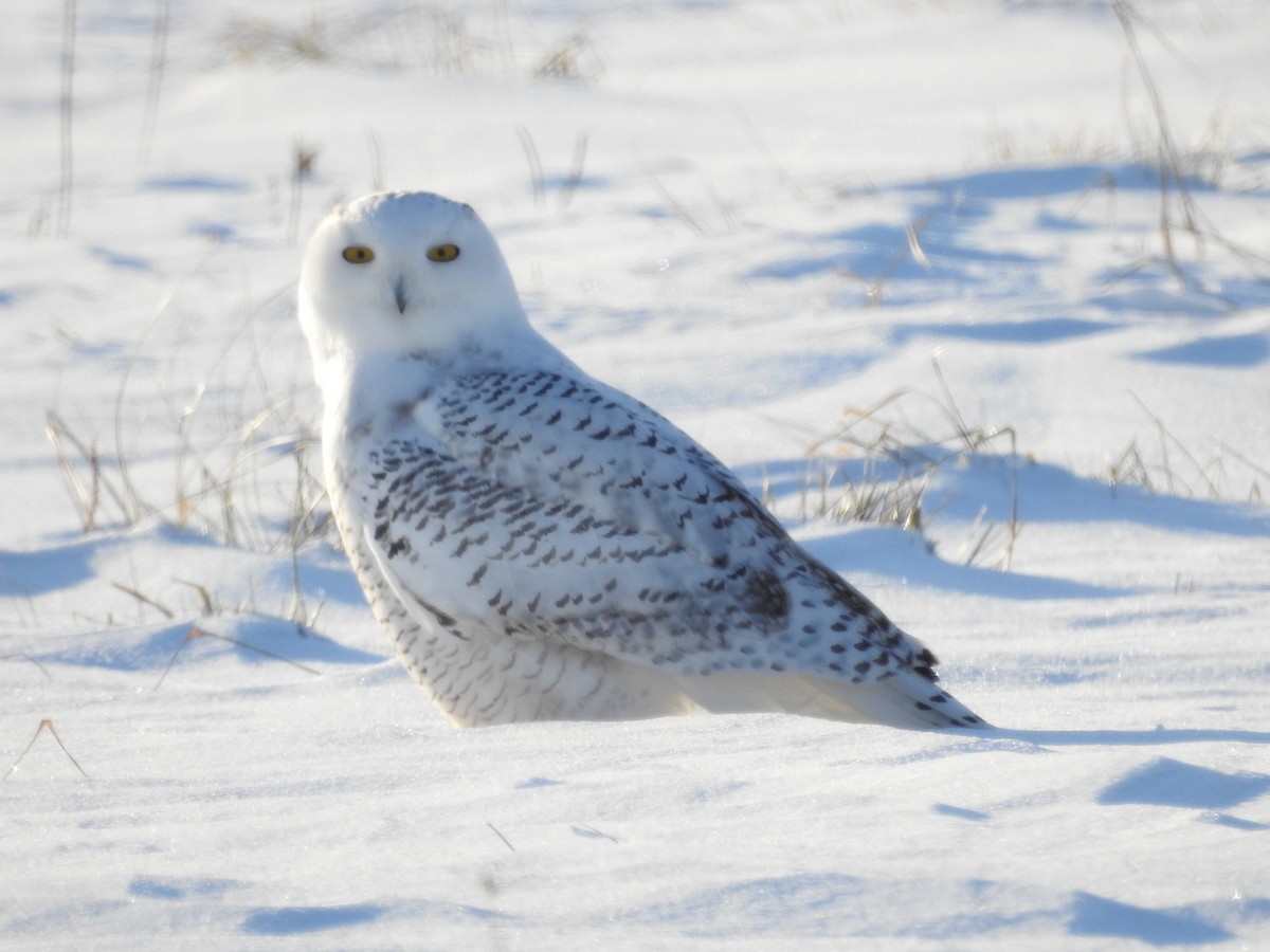 Snowy Owl - Andy McGivern