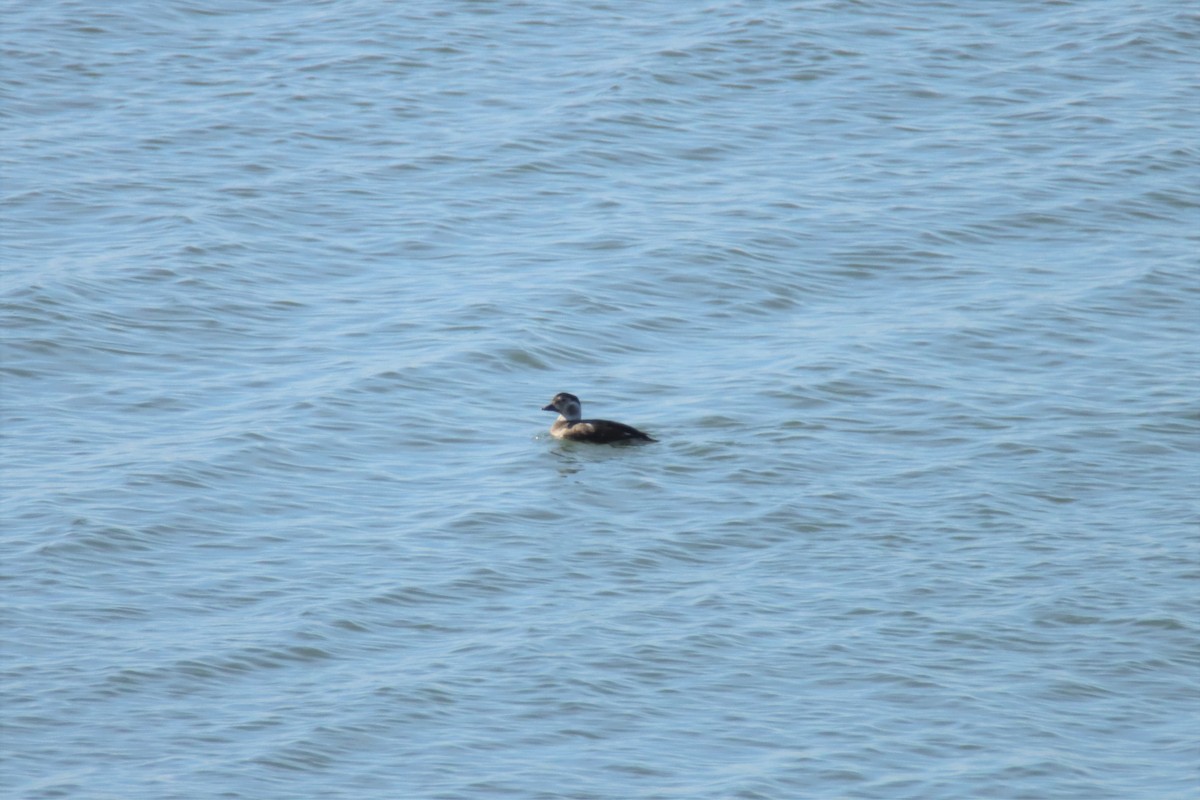 Long-tailed Duck - ML395530521