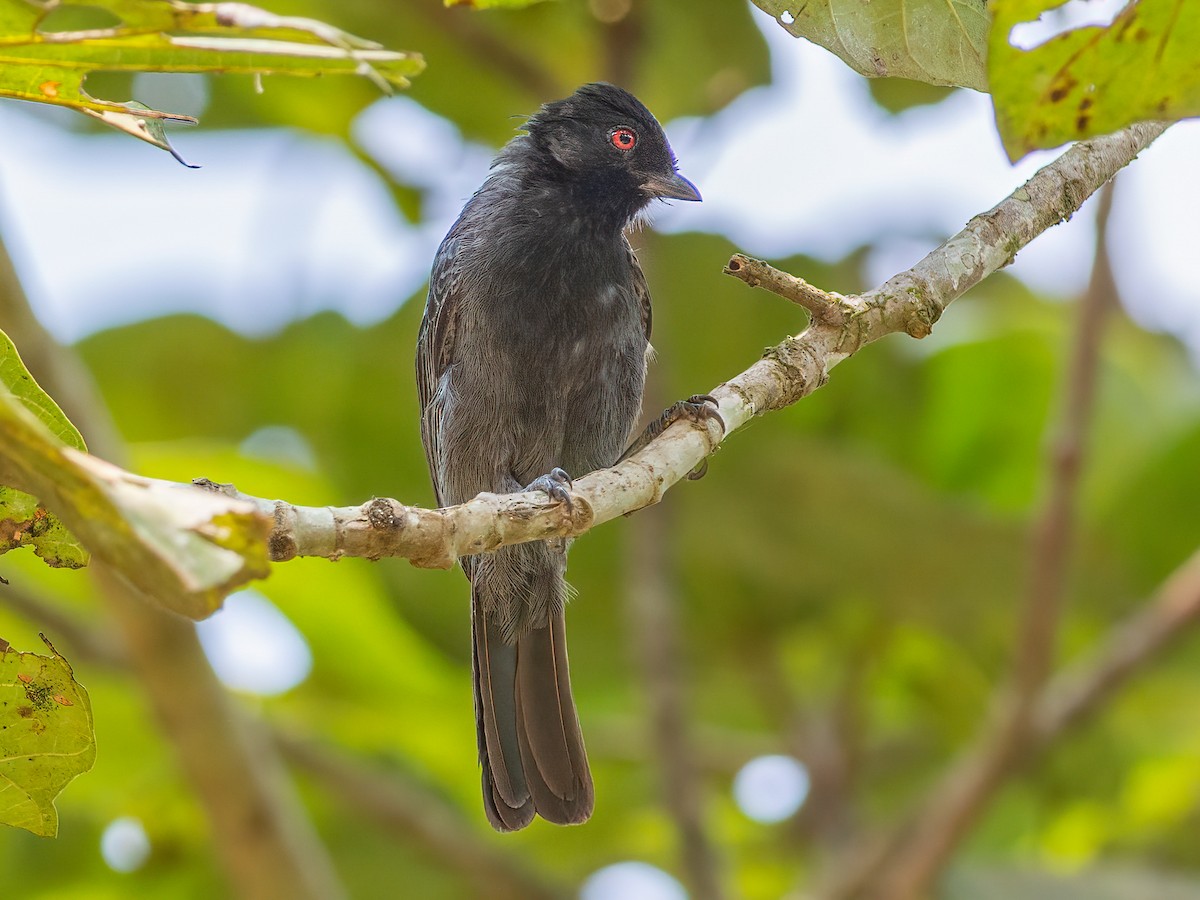 Dusky Tit - Melaniparus funereus - Birds of the World