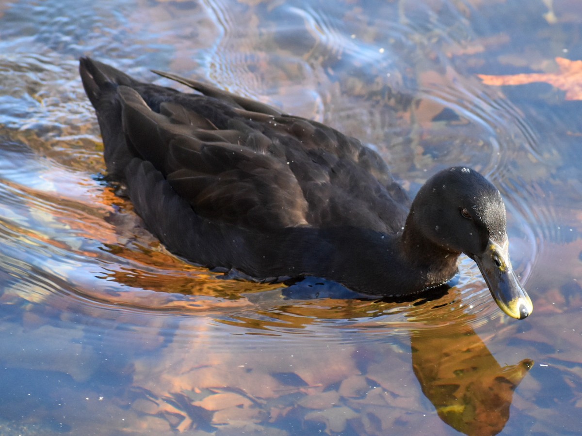 American Black Duck - Steve Wisner