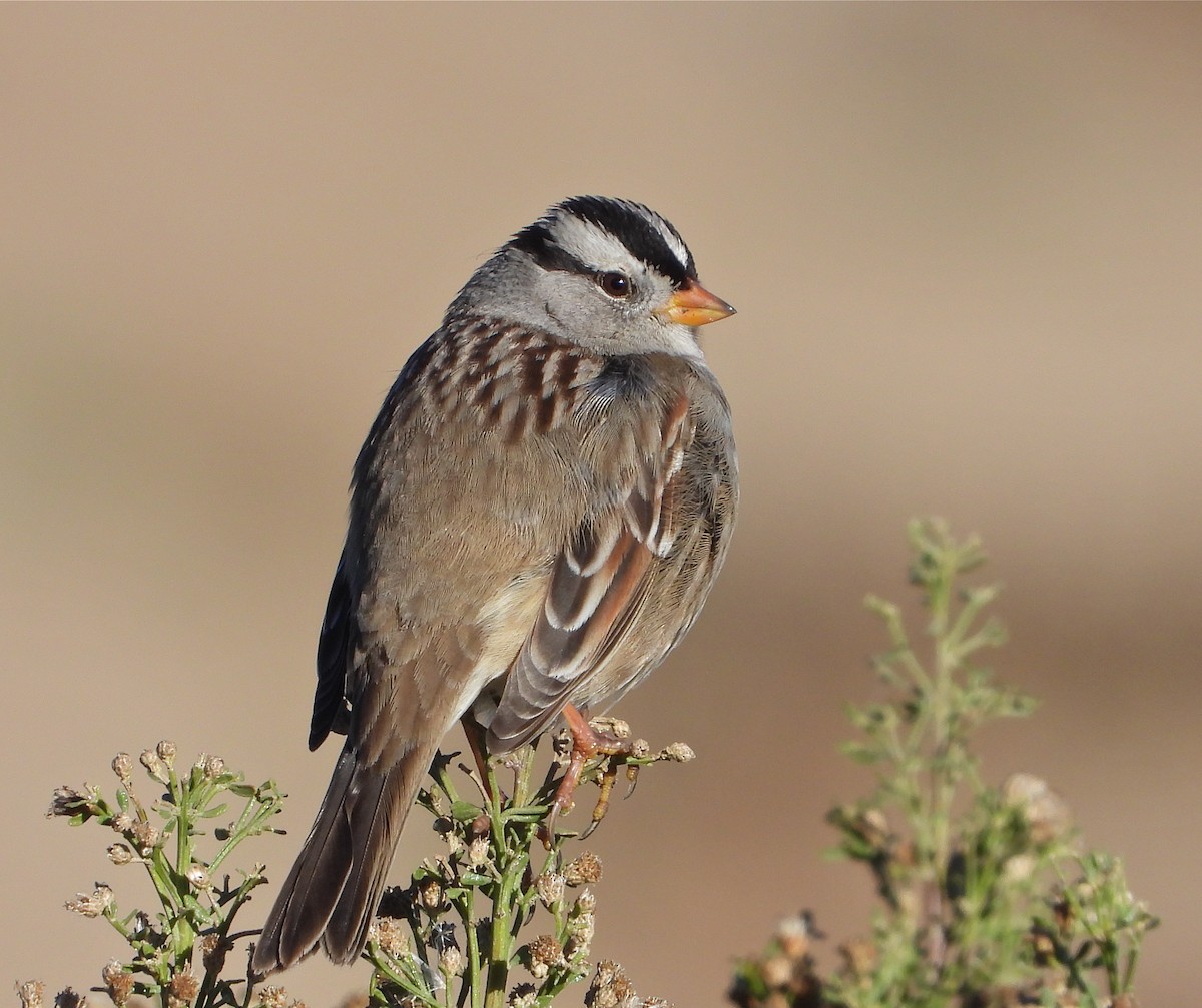 White-crowned Sparrow - ML395536141