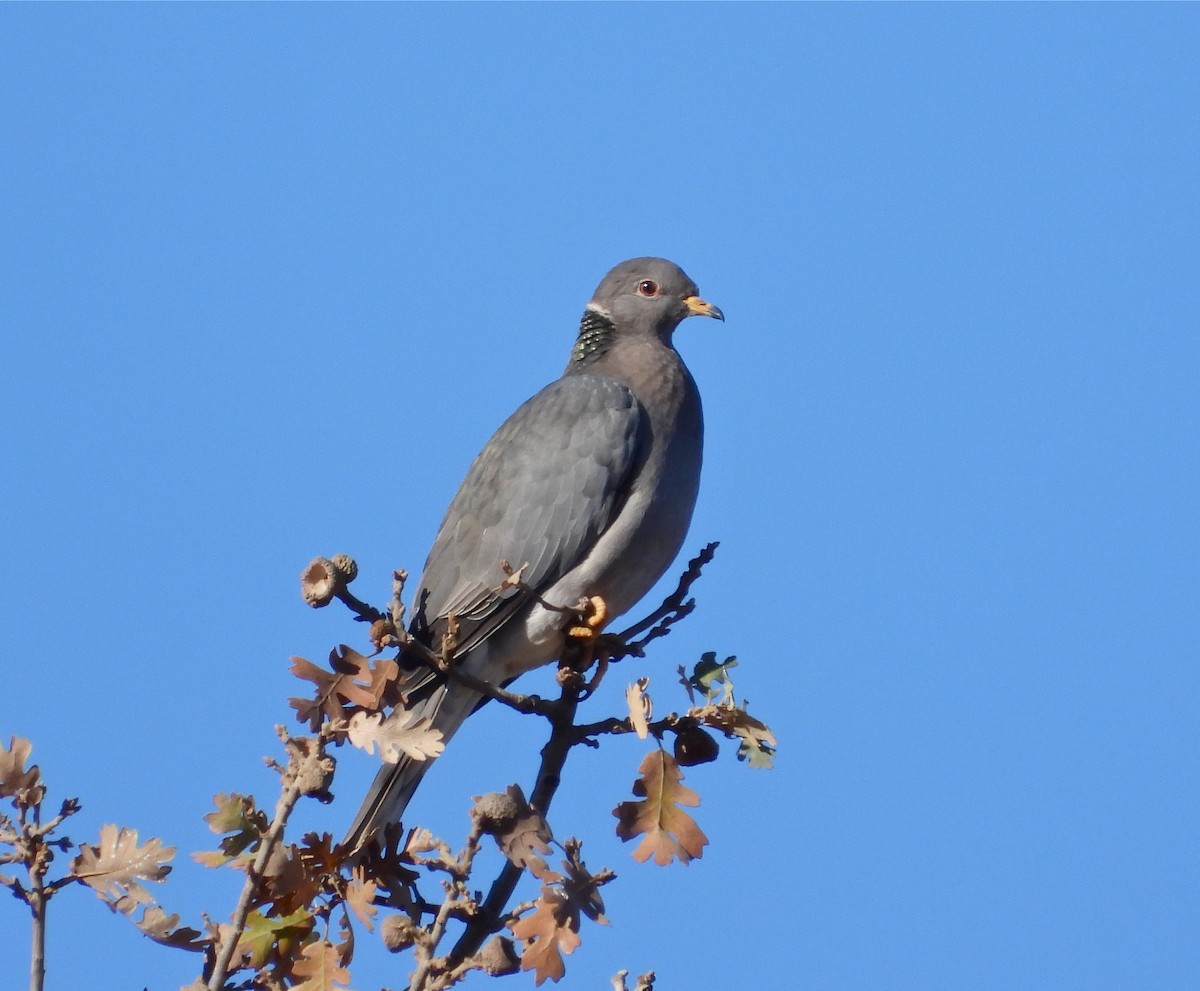 Band-tailed Pigeon - ML395536161
