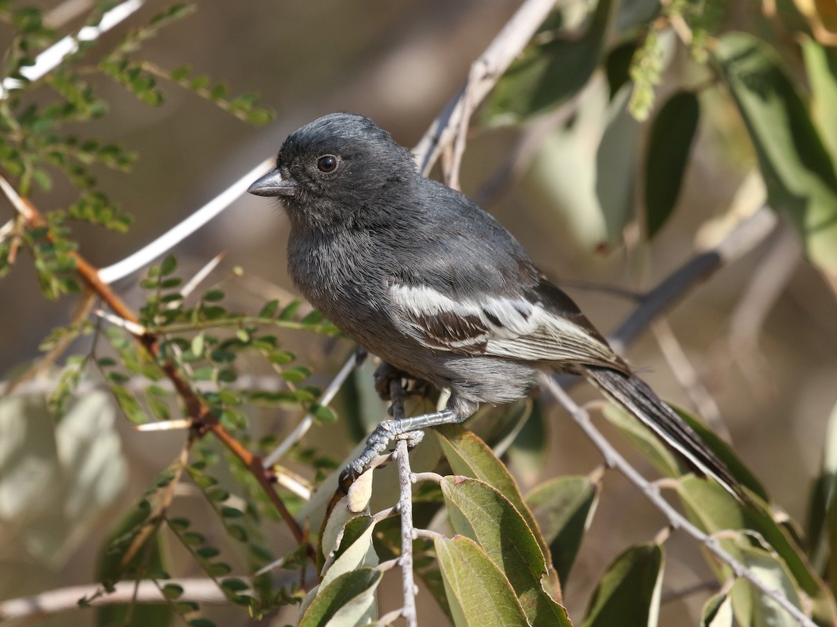 Southern Black-Tit - Melaniparus niger - Birds of the World