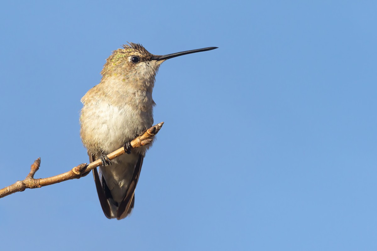 Black-chinned Hummingbird - ML395537321