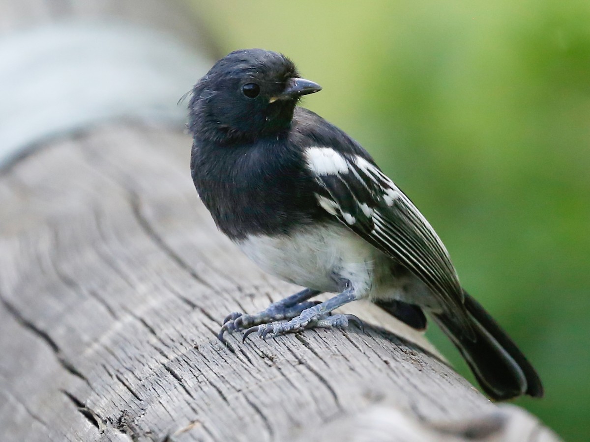 White-bellied Tit - Melaniparus albiventris - Birds of the World