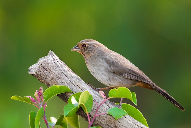 California Towhee