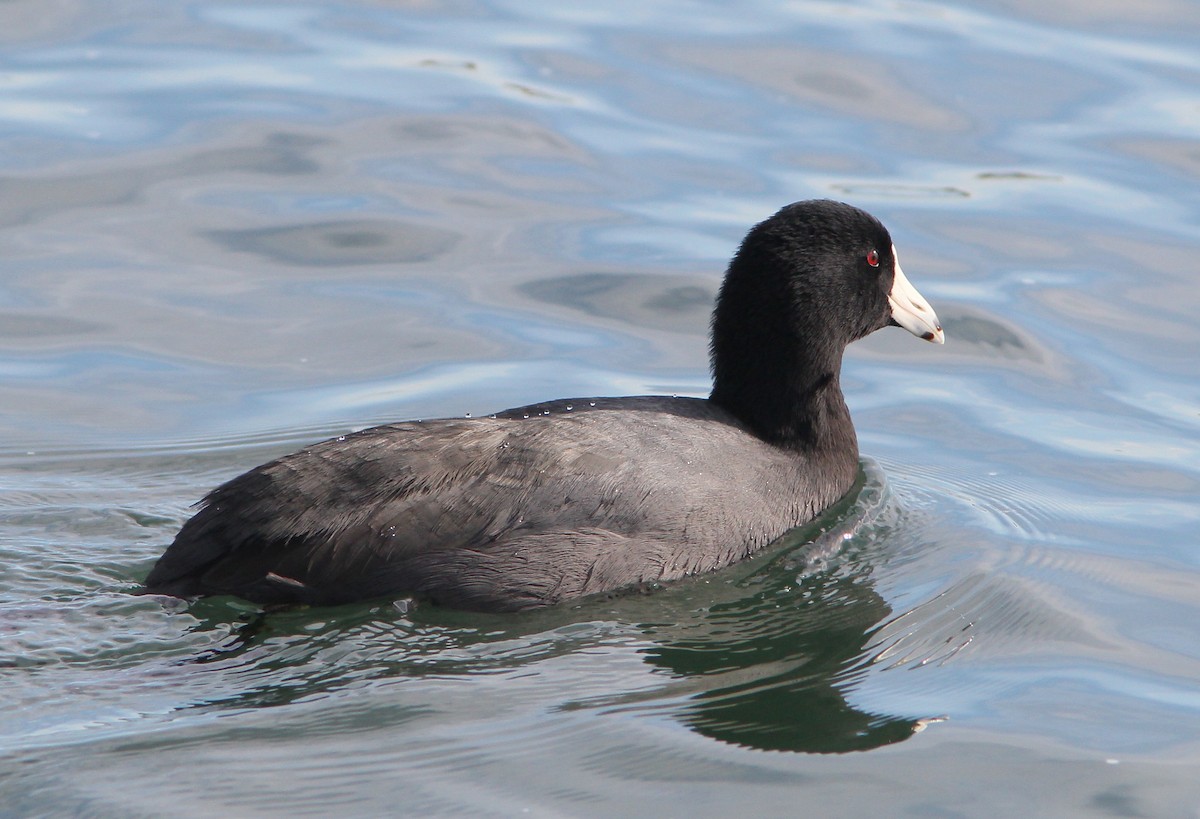 American Coot - Dave Spier